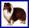 Click here for more detailed Shetland Sheepdog breed information and available puppies, studs dogs, clubs and forums